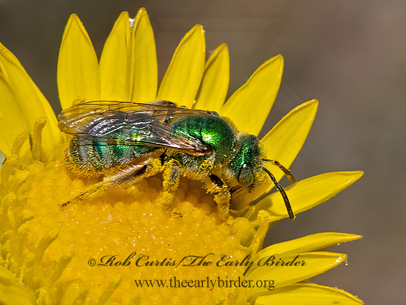 Agapostemon angelica or texanus  STRIPED SWEAT BEE  3025773 z