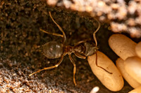 Lasius americanus CITRONELLA ANT 9080500z