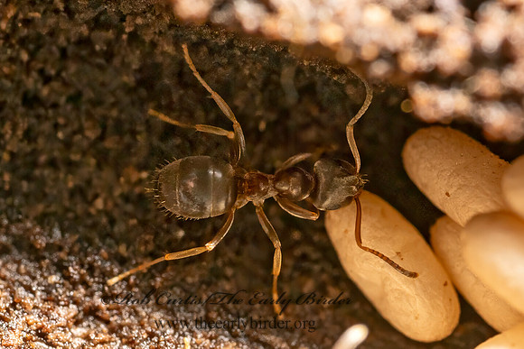 Lasius americanus CITRONELLA ANT 9080500z