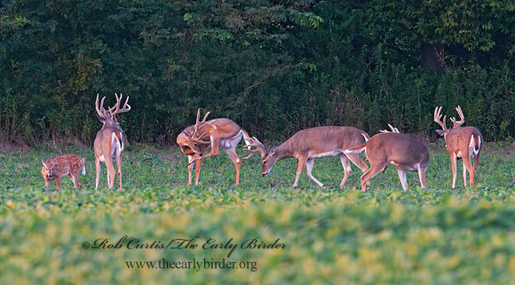 Odocoileus virginianus  WHITE-TAILED DEER 3004027z