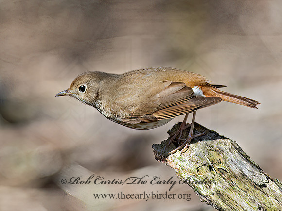 Catharus guttatus  HERMIT THRUSH 9063081z