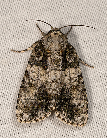 Acronicta  DAGGER MOTH 3028610z