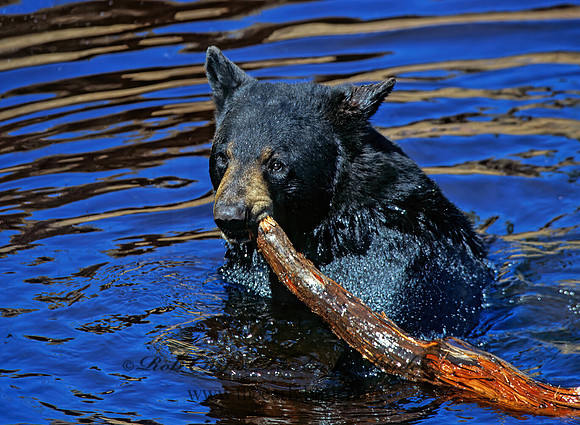 Ursus americanus  BLACK BEAR  302035z