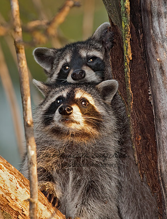 Procyon lotor  RACCOON 8026802 z