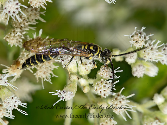 Myzinum  THYNNID WASP 9050957z