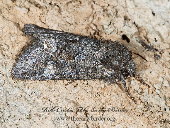 Noctuidae OWLET MOTH  7008924z