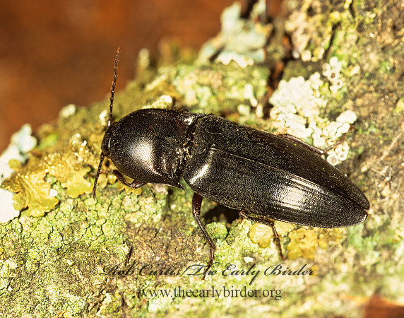 Ampedus melsheimeri 278013z