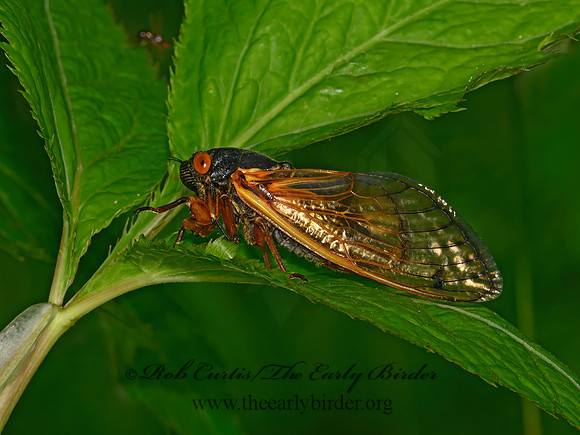 Magicicada cassinii  CASSIN'S PERIODICAL CICADA 3021028z
