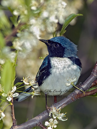 Setophaga caerulescens  BLACK-THROATED BLUE WARBLER  5006745z