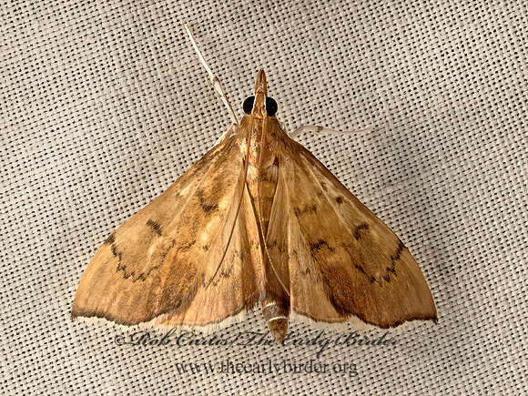 Sericoplaga externalis  PYRAUSTINAE CRAMBID MOTH 9047862z