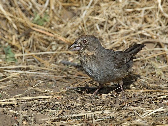 Melozone fusca  CANYON TOWHEE 7007793z