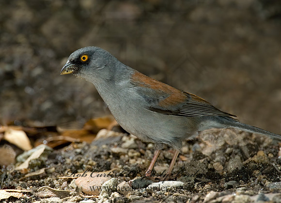 Junco phaeonotus  YELLOW-EYED JUNCO 5005818z