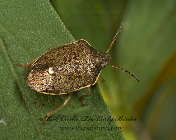 Holcostethus limbolarius 5015757z
