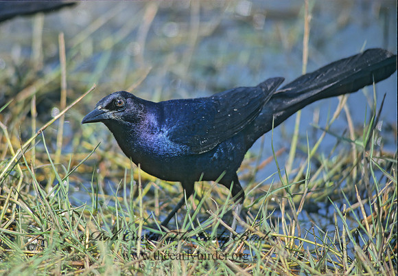 Quiscalus major  BOAT-TAILED GRACKLE 189012z