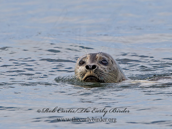 Phoca vitulina  HARBOR SEAL 9059646z