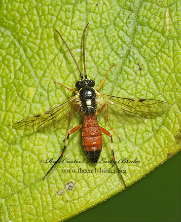 Diplazon laetatorius 5015853z