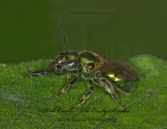 Augochlorella aurata~ 6013279.z