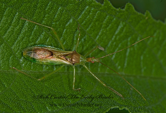 Zelus luridus 6007656z