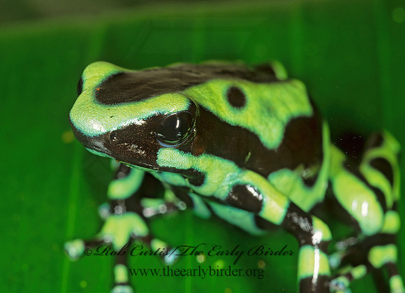 Dendrobates auratus  GREEN AND BLACK POISON-DART FROG  194610 z