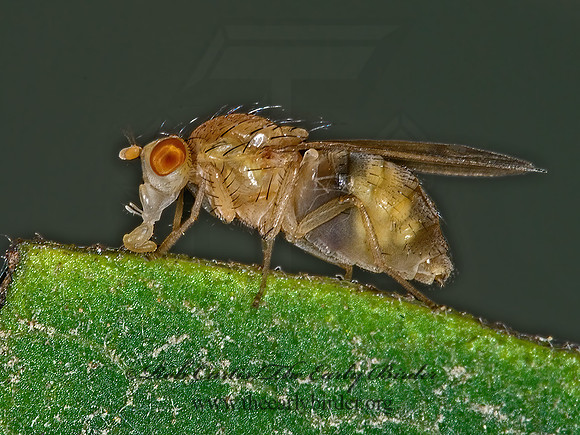 Homoneura  LAUXANIID FLY 6014495z