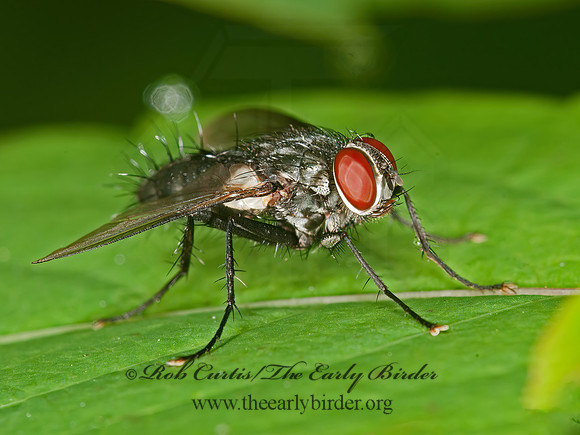 Thelaira americana  DEXIINAE TACHINID FLY 3013149z