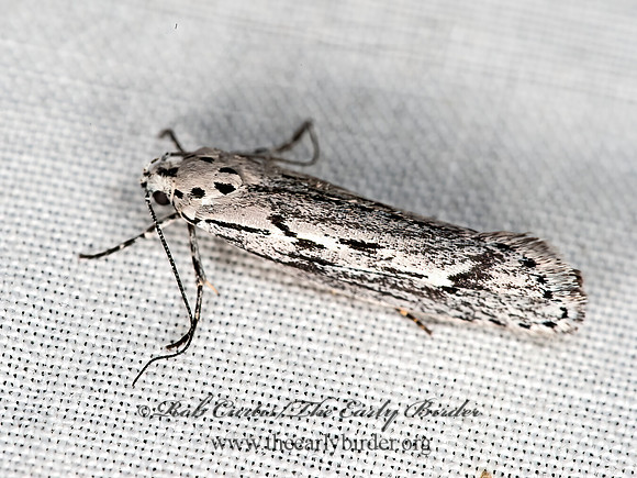Ethmia  TWIRLER MOTH 8036532z
