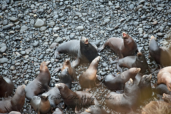 Zalophus californianus  CALIFORNIA SEA LION 8019707z