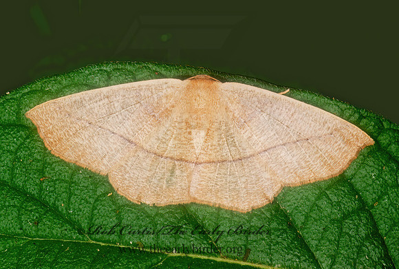 Sabulodes arge  ENNOMINAE GEOMETER202104 Geoz