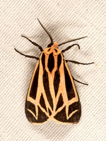 Apantesis phalerata HARNESSED TIGER MOTH 9051091z