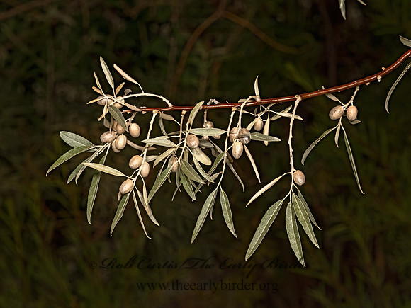 Elaeagnus angustifolia  RUSSIAN OLIVE 3025200-z