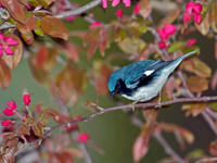 Setophaga caerulescens BLACK-THROATED BLUE WARBLER 5006522z