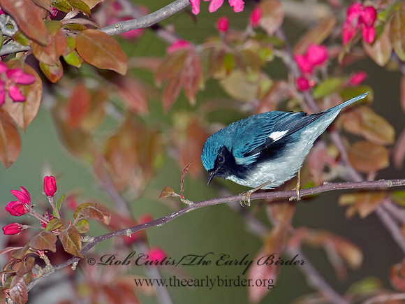 Setophaga caerulescens  BLACK-THROATED BLUE WARBLER  5006522z