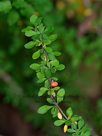 Berberis thunbergii  JAPANESE BARBERRY 9042082z