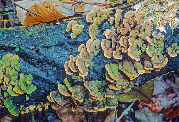 Stereum or Trametes 82336z