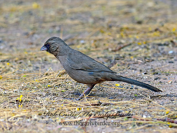 Melozone aberti  ABERT'S TOWHEE 3016473 copyz
