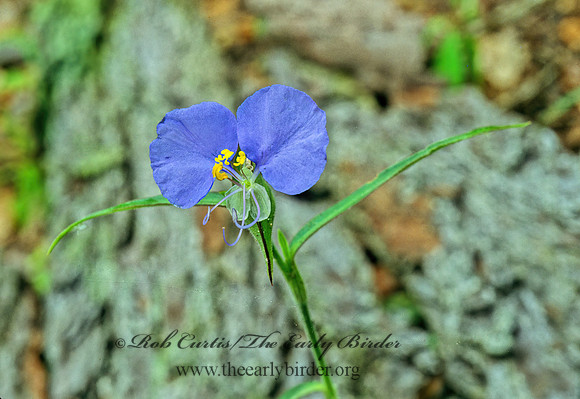 Commelina erecta  ERECT DAYFLOWER 168204z
