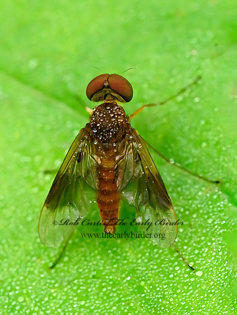 Chrysopilus quadratus  SNIPE FLY 1303423z