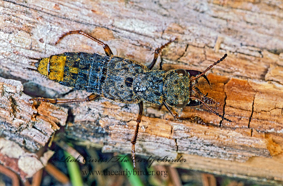 Ontholestes cingulatus 177525z