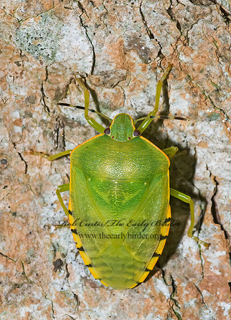 Chinavia hilaris  GREEN STINKBUG 7015397z
