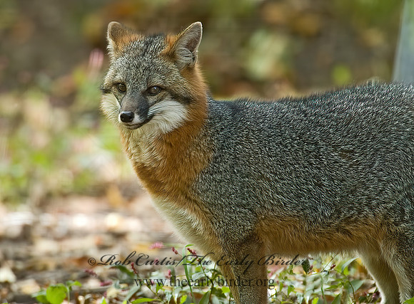 Urocyon cineroargentatus  GRAY FOX  5002919z
