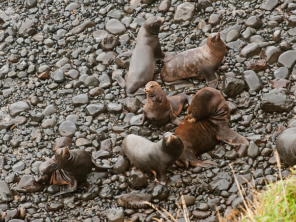 Zalophus californianus  CALIFORNIA SEA LION 8019732z