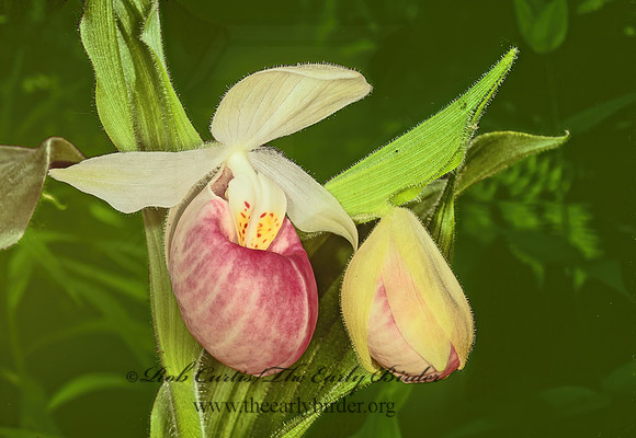 Cypripedium reginae  SHOWY LADY'S SLIPPER 95529z