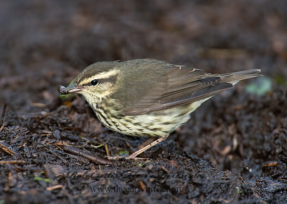Parkesia noveboracensis  NORTHERN WATERTHRUSH 9005444z