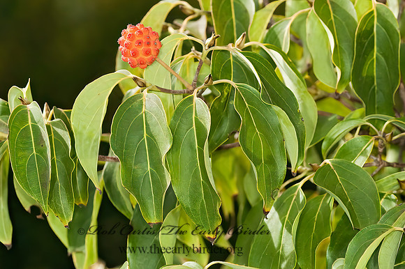 Cornus kousa   KOUSA DOGWOOD 5014251z