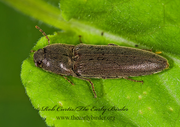 Melanotus 8014821z