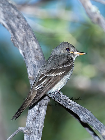 Contopus sordidulus  WESTERN WOOD PEWEE 7008979z