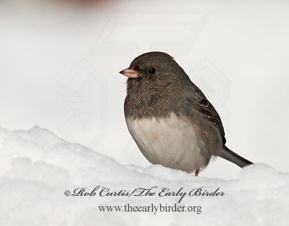 Junco hyemalis   DARK-EYED JUNCO 3012410z