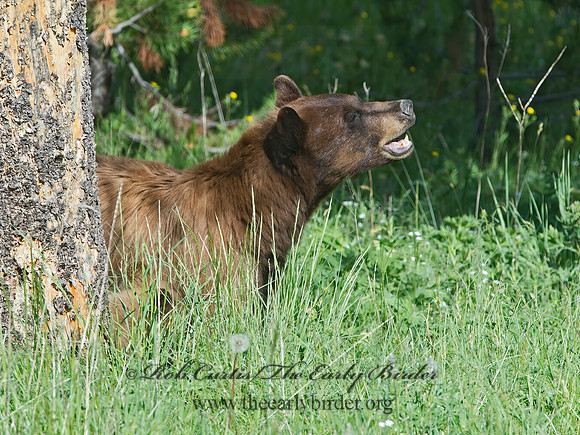 Ursus americanus  BLACK BEAR 9061368z