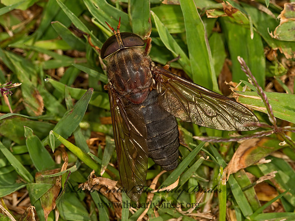 Tabanus calens  HORSE FLY  9051425z