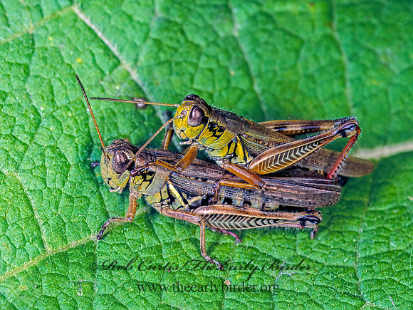 Melanoplus femurrubrum  RED-LEGGED GRASSHOPPER 117135z